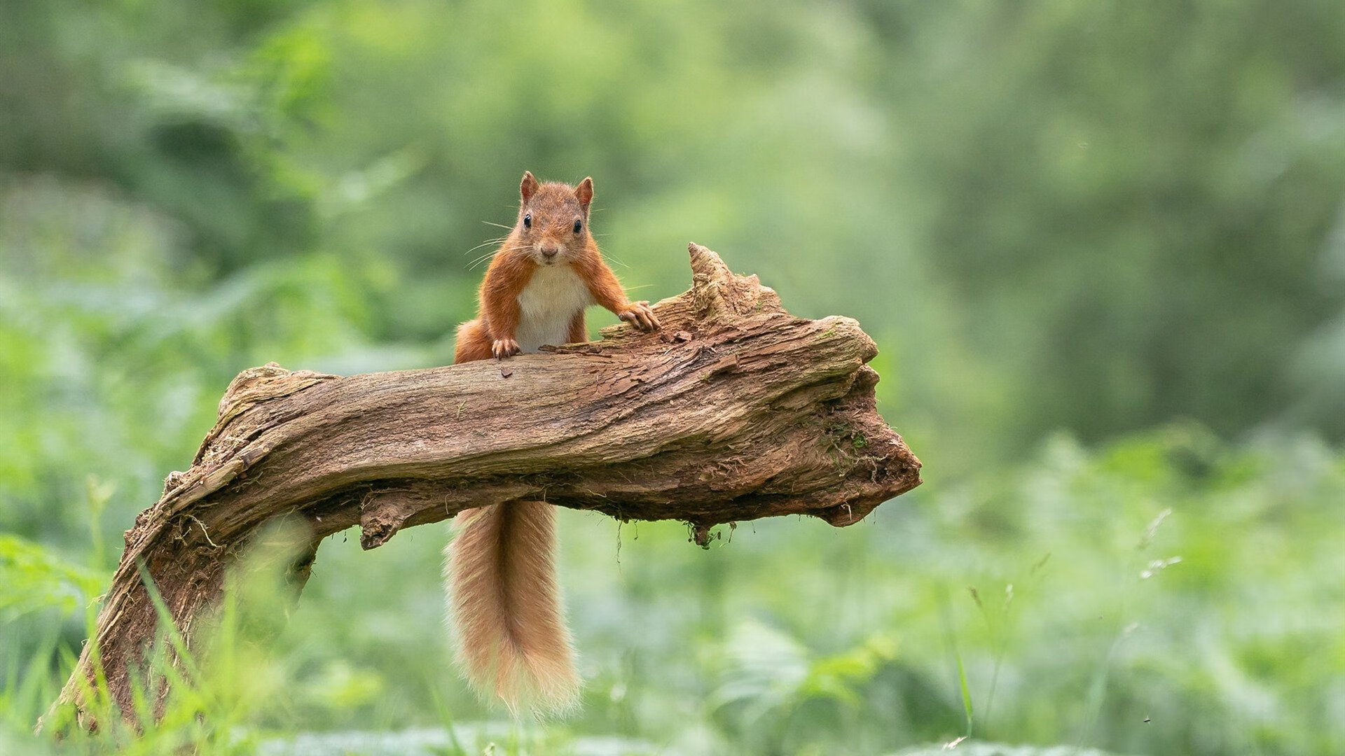 英超比赛中关键传球线路与身体对抗强度的分布模式分析,英超传控球队