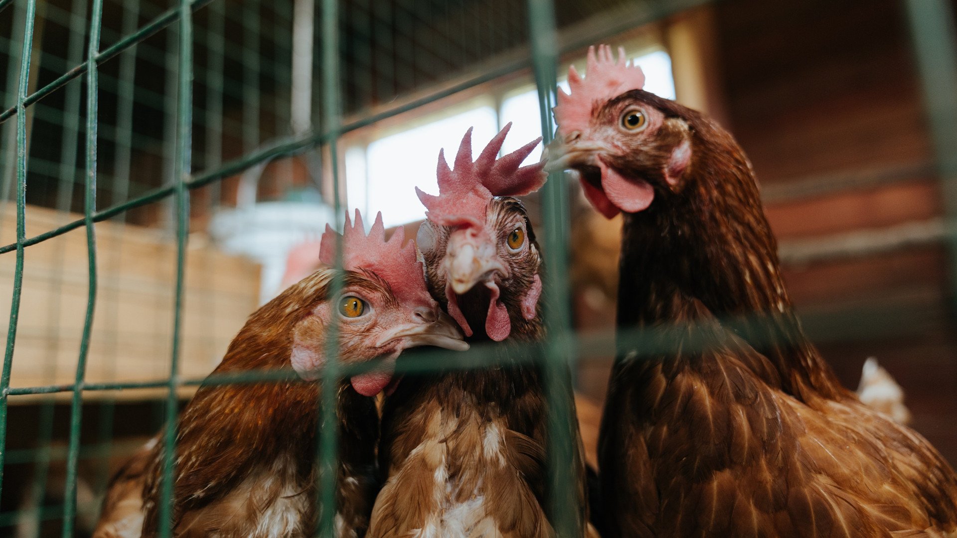 CBA联盟发展智能化统计体系支撑分析,cba统计数据