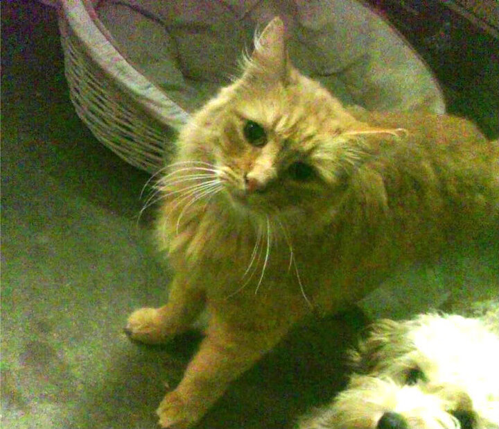 中国三人篮球男队展现快速反击能力，中国男子三人篮球最好成绩