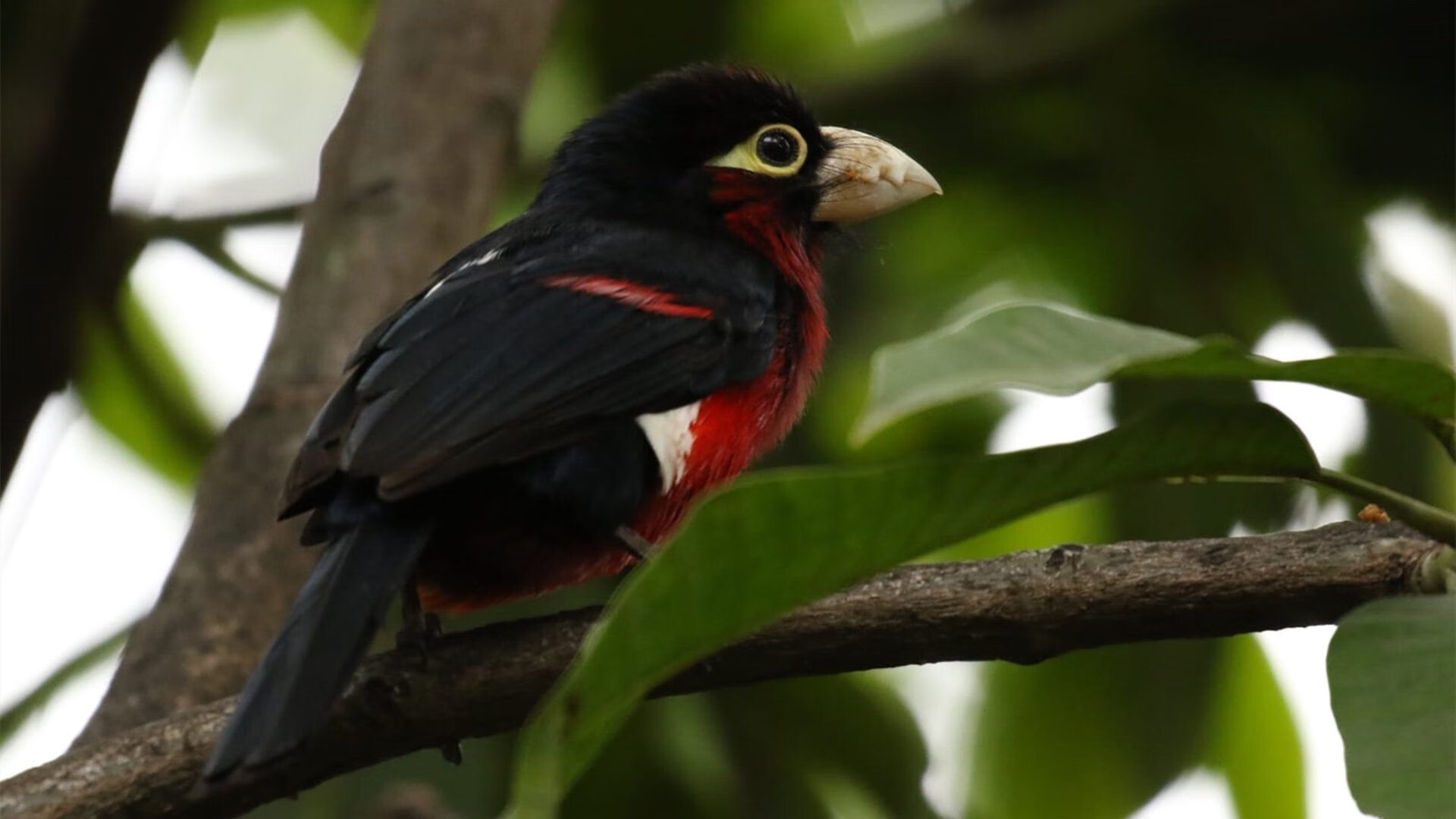 五大联赛是否推广跑动换位节奏应对人盯人防守,五大联赛转会窗