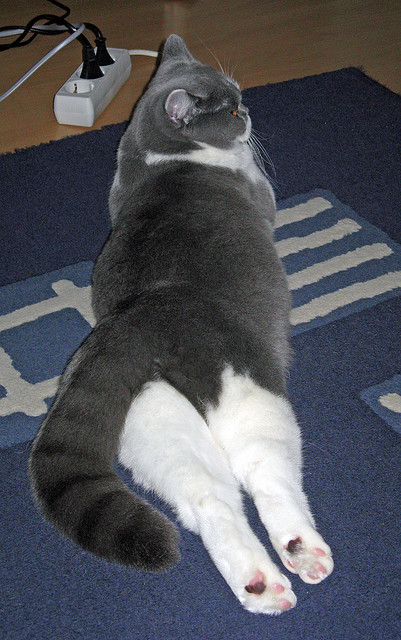 开云真人-掩护质量直接影响进攻成功率，什么是掩护配合,其基本要求是什么