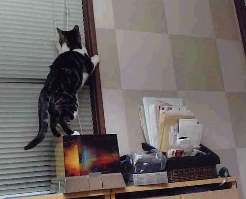 开云体育在线登入-“尼古拉斯·桑特基：阿根廷美洲狮队的进攻引擎，未来充满潜力”