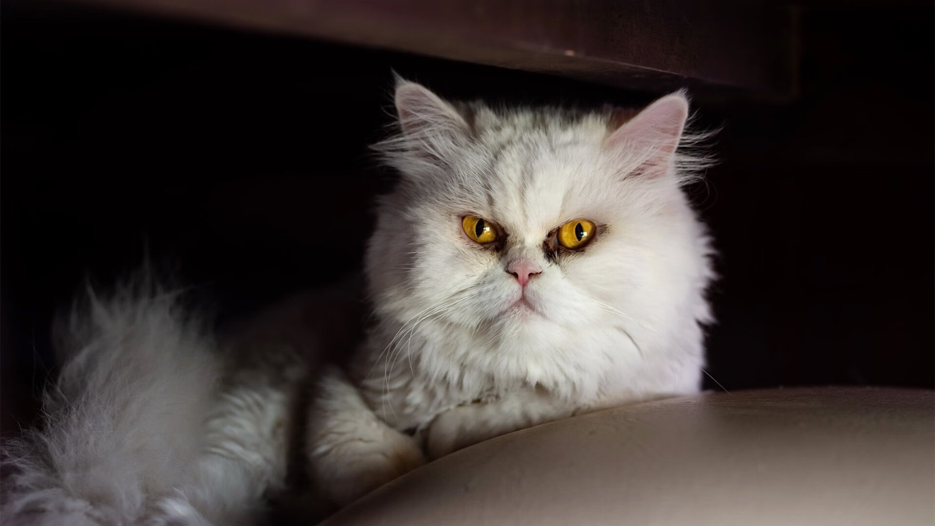 “马科斯·梅特罗的进攻与防守结合,为阿根廷美洲狮队开辟新局面”